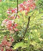 Acacia ou Pink Shower Tree