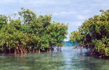 Mangrove jeune