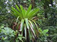 Plante Epiphyte